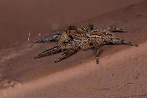 Pantropical Jumping Spider photo