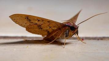 Brazilian yellow Moth photo