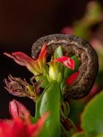oruga comiendo una flor roja foto