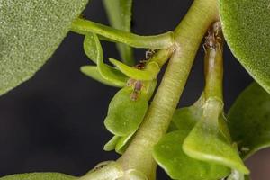 Áfidos de los cítricos marrones que comen una planta de verdolaga común foto