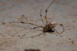 Small Brown Widow photo