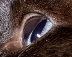 Siamese cat in close-up photo