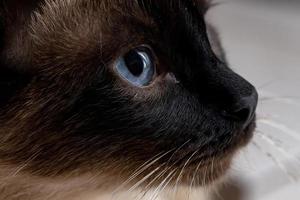 Siamese cat in close-up