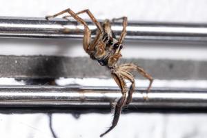 Male Pantropical Jumping Spider photo