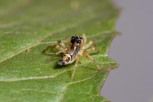 Small Jumping Spider photo