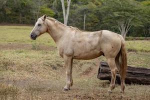 caballo en una granja brasileña foto