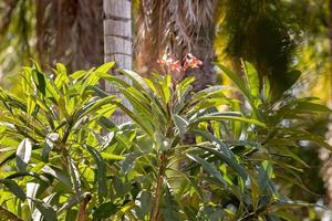 Mexican Plumeria Plant photo