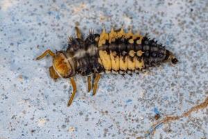 larva de escarabajo asiático foto