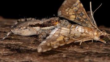 Gray Wall Jumping Spider preying a Assembly Moth photo