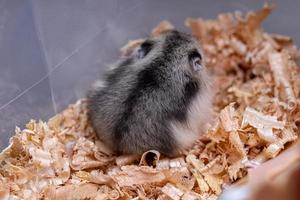 Campbell's dwarf hamster photo