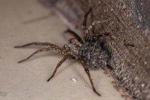 Wolf spider carrying the young photo