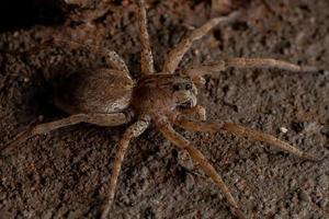 araña lobo adulto foto