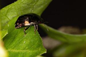 Brazilian Ebony Bug photo