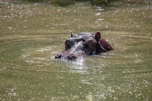 Hippopotamus in the water photo