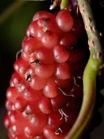 Mulberries plant in detail