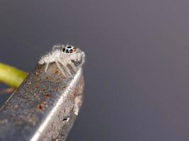 Small Jumping spider photo