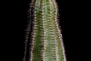 Small cultivated cactus photo