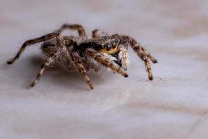 araña saltadora de pared gris foto