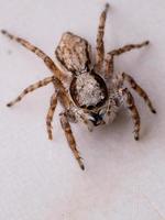 Gray Wall Jumping Spider photo