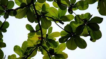 ketapan leaves with a dazzling sky background photo