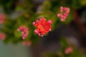 flor roja katy llameante foto