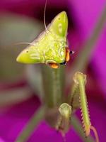 Mantis hembra adulta del género oxyopsis sobre una flor rosa foto