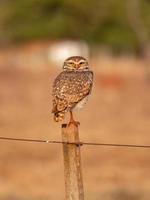 Adult Burrowing Owl photo