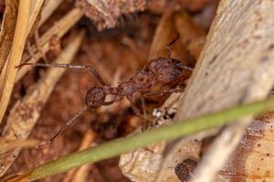 hormiga cortadora de hojas acromyrmex adulta foto