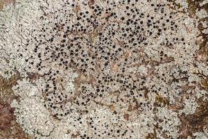 Common Lichen Texture photo