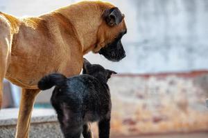 Abandoned dog and cat interacting photo