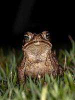 Adult Cururu Toad photo