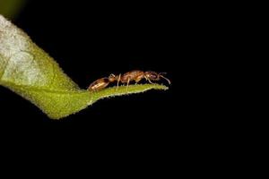 hormiga ramita roja adulta