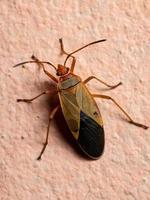 Adult Cotton Stainer Bug in the wall photo