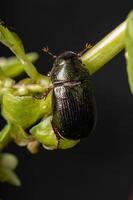 Adult June Beetle photo