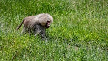 babuino hamadryas animal foto