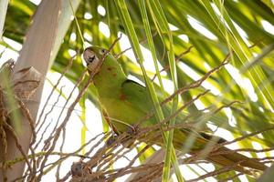 Adult White-eyed Parakeet photo