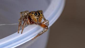 araña saltarina de la casa adanson foto