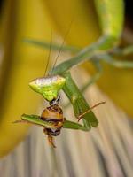 ninfa mantis que se alimenta de una abeja occidental foto