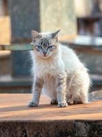 Feral domestic cat photo