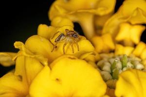 pequeña araña saltadora foto