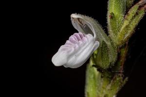 flor de una planta rara foto
