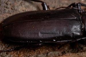 escarabajo priónido brasileño foto