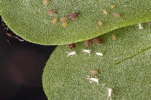 Brown Citrus Aphids eating a Common Purslane plant photo