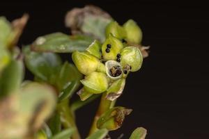 frutos de una planta de verdolaga común foto