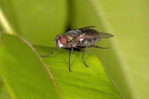 Adult Blow Fly photo