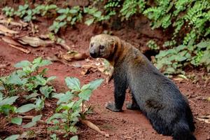 tayra animal salvaje foto