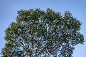 hojas de un arbol foto