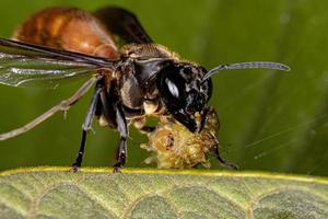 Long-waisted Honey Wasp preying on a caterpillar photo