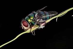 Dead Blow Fly photo