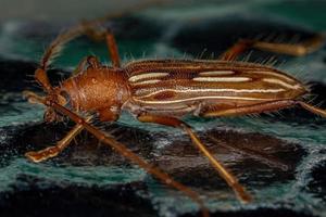 escarabajo típico de cuernos largos